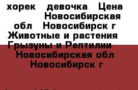 хорек - девочка › Цена ­ 5 900 - Новосибирская обл., Новосибирск г. Животные и растения » Грызуны и Рептилии   . Новосибирская обл.,Новосибирск г.